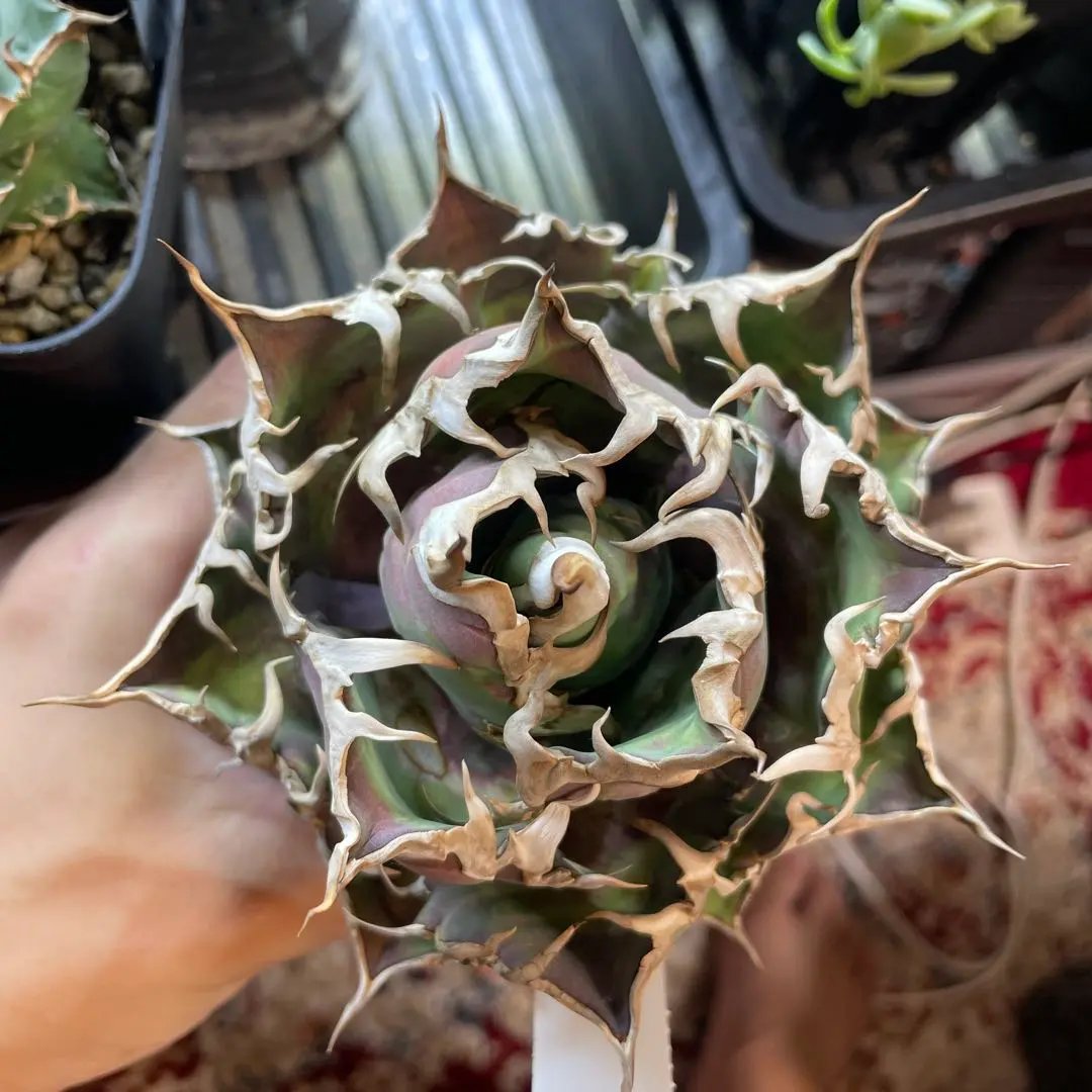 2026年最新】アガベ シーザー 斑入りの人気アイテム - メルカリ
